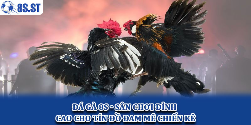 Đá gà 8S - Sân chơi đỉnh cao cho tín đồ đam mê chiến kê