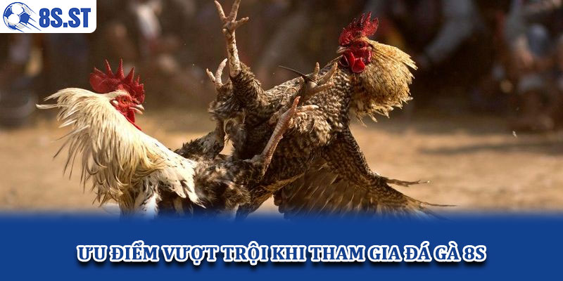Ưu điểm vượt trội khi tham gia đá gà 8S